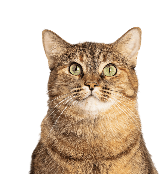large brown and black tabby cat sitting 2023 11 27 05 03 55 utc