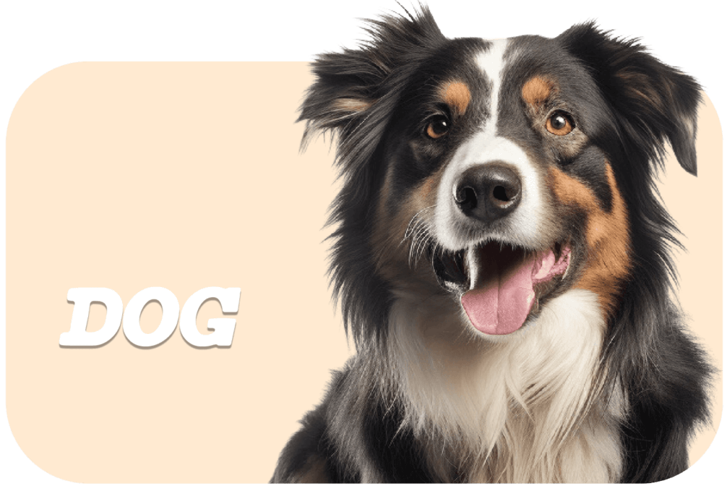 category dog
