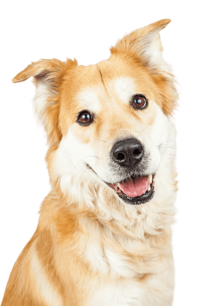 happy smiling golden retriever crossbreed dog 2023 11 27 05 12 00 utc